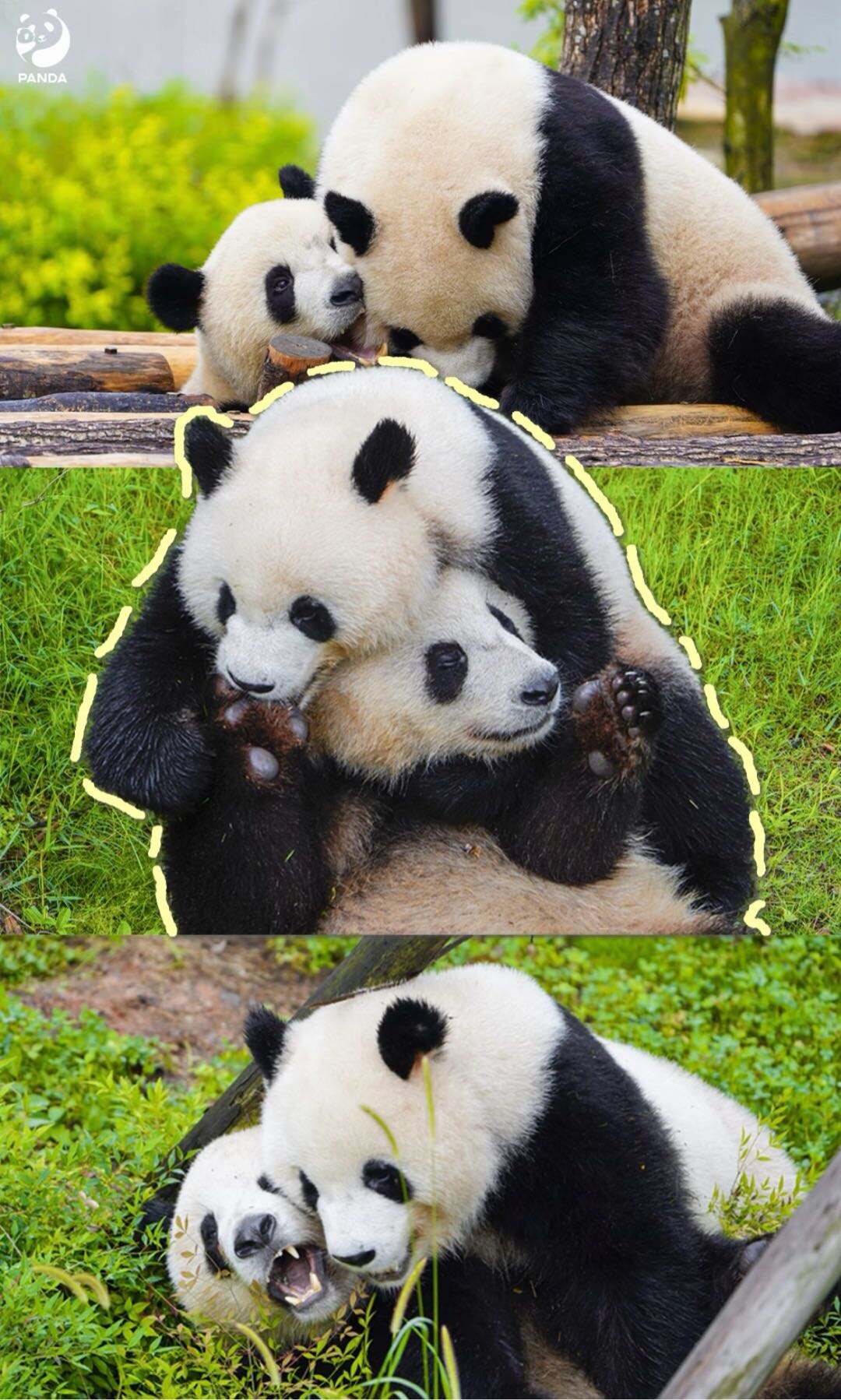 1. We star at the south gate and return back to south gate once finished itinerary. 2. The base houses over 240 pandas, and we cannot see all of them, - 9