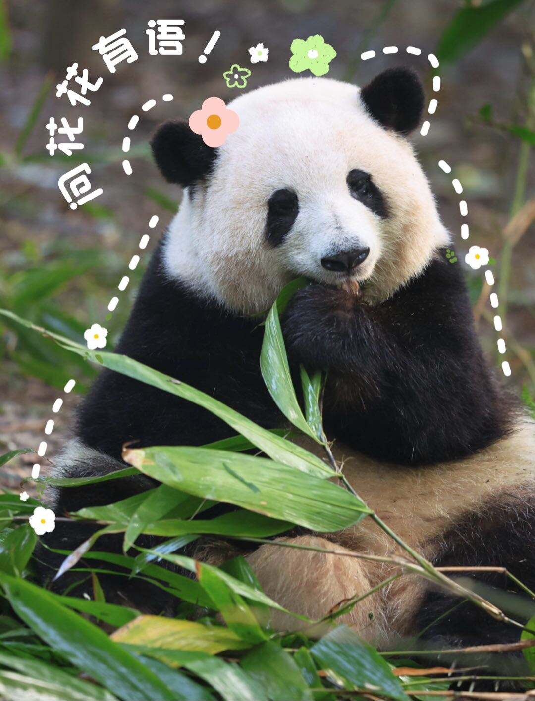 1. We star at the south gate and return back to south gate once finished itinerary. 2. The base houses over 240 pandas, and we cannot see all of them, - 8
