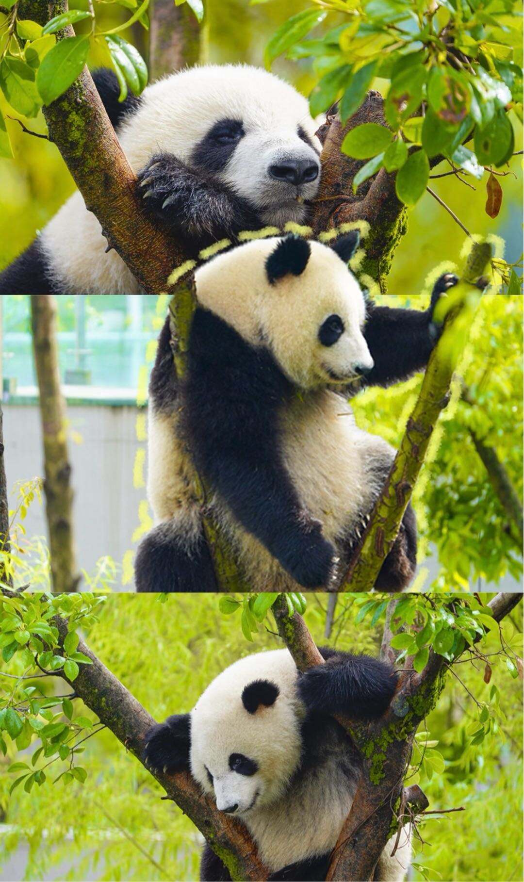 1. We star at the south gate and return back to south gate once finished itinerary. 2. The base houses over 240 pandas, and we cannot see all of them, - 4
