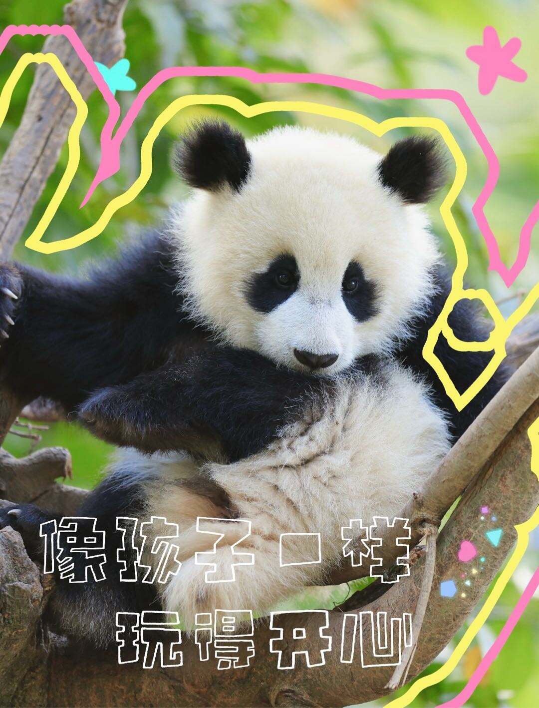1. We star at the south gate and return back to south gate once finished itinerary. 2. The base houses over 240 pandas, and we cannot see all of them, - 5