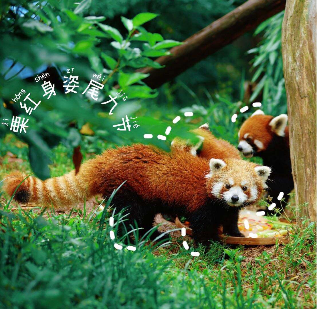 1. We star at the south gate and return back to south gate once finished itinerary. 2. The base houses over 240 pandas, and we cannot see all of them, - 6