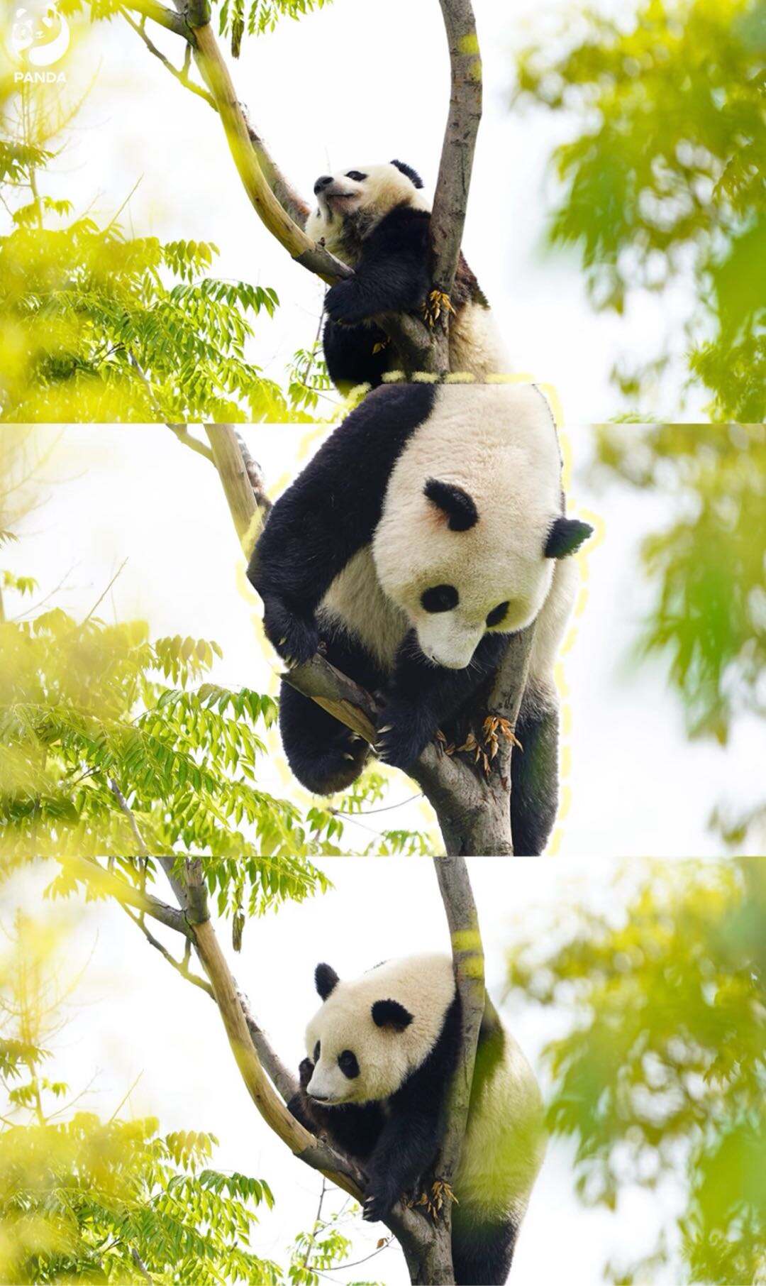 1. We star at the south gate and return back to south gate once finished itinerary. 2. The base houses over 240 pandas, and we cannot see all of them, - 2