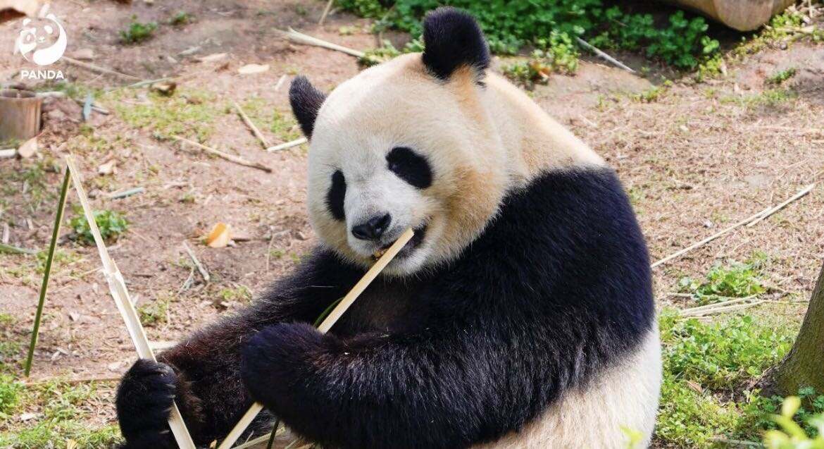 1. We star at the south gate and return back to south gate once finished itinerary. 2. The base houses over 240 pandas, and we cannot see all of them, - 3