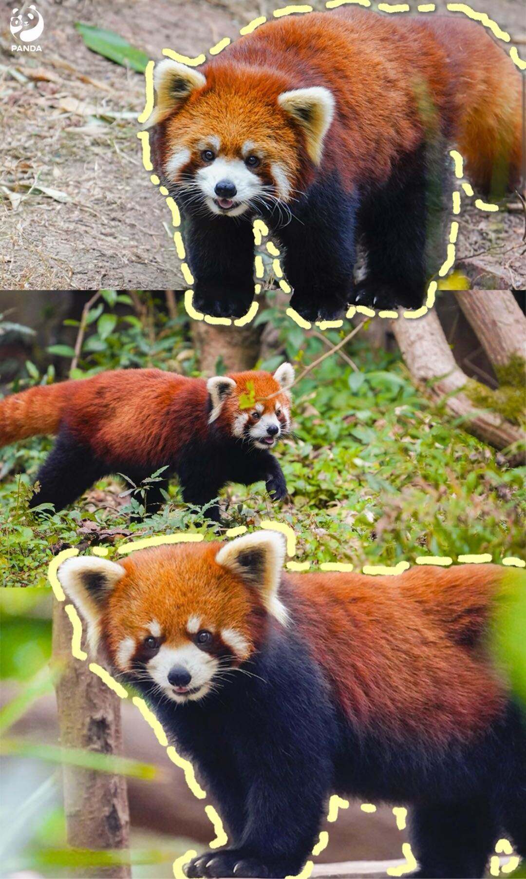 1. We star at the south gate and return back to south gate once finished itinerary. 2. The base houses over 240 pandas, and we cannot see all of them, - 7