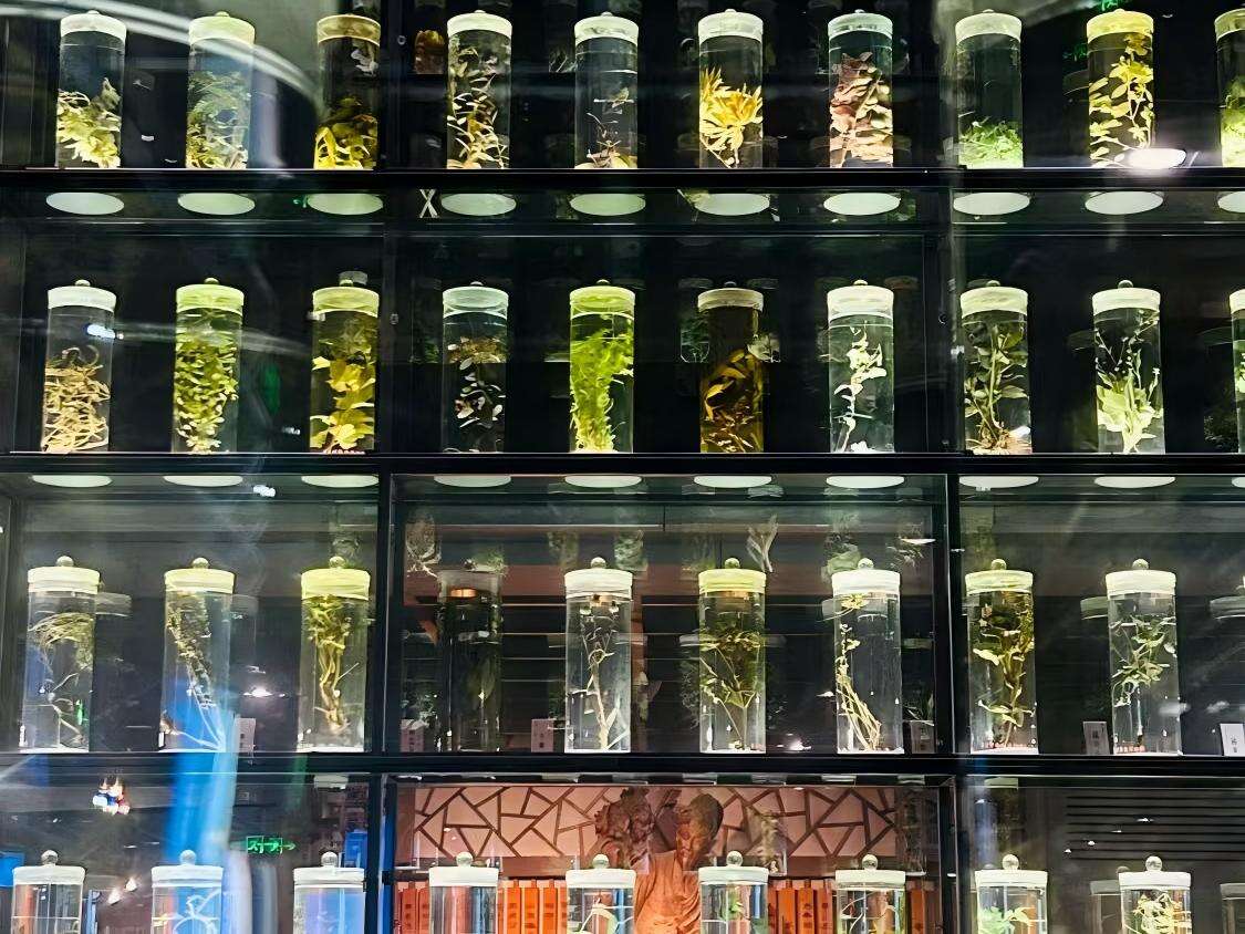 3. The Herb Universe: Chinese Medicinal Hall & Specimen Center - 2