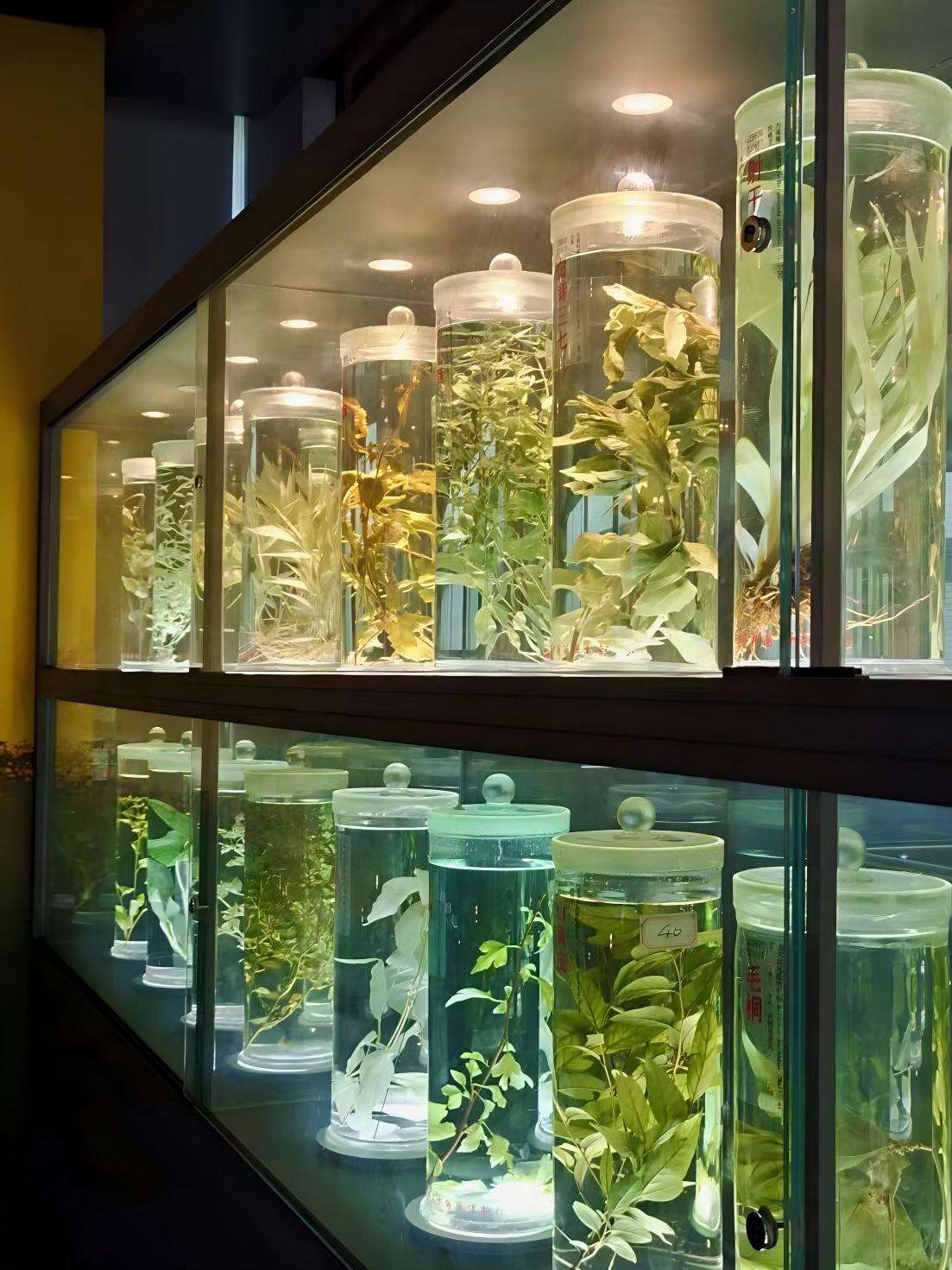 1. Awe-Inspiring Opening: The Crystal Palace of Chinese Medicine - 2
