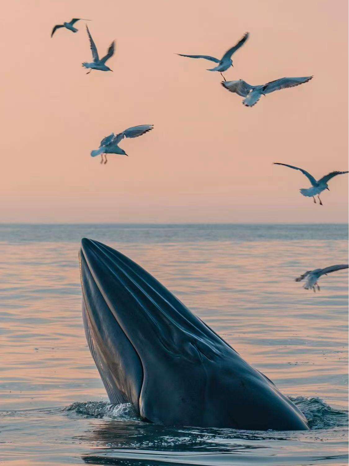 Whale Watching Tour on Weizhou Island